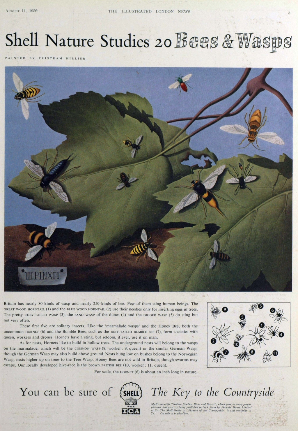shell advert bees and wasps